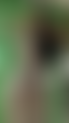 Geblurrte Content-Vorschau