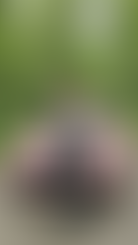 Geblurrte Content-Vorschau
