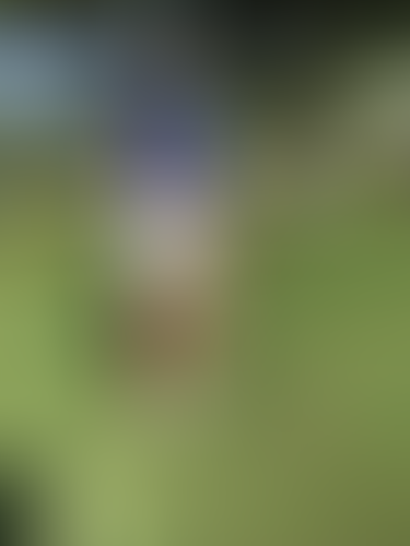 Geblurrte Content-Vorschau