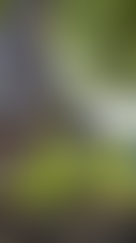 Geblurrte Content-Vorschau