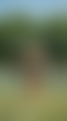 Geblurrte Content-Vorschau