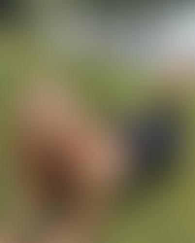 Geblurrte Content-Vorschau