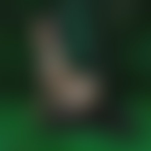 Geblurrte Content-Vorschau