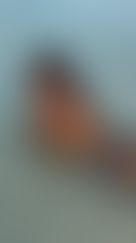 Geblurrte Content-Vorschau